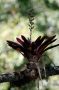CostaRica06 - 142 * Bromeliad